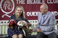 2026 - The Beagle Club of QLD Open Show