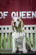 2026 - The Beagle Club of QLD Open Show