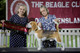 2026 - The Beagle Club of QLD Open Show