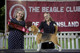 2026 - The Beagle Club of QLD Open Show