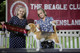 2026 - The Beagle Club of QLD Open Show