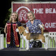 2026 - The Beagle Club of QLD Open Show