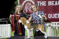 2026 - The Beagle Club of QLD Open Show