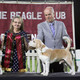 2026 - The Beagle Club of QLD Open Show