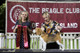 2026 - The Beagle Club of QLD Open Show