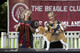 2026 - The Beagle Club of QLD Open Show